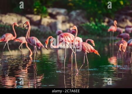 A flock of exotic birds pink flamingos walking in the water at sunset. Wildlife Stock Photo
