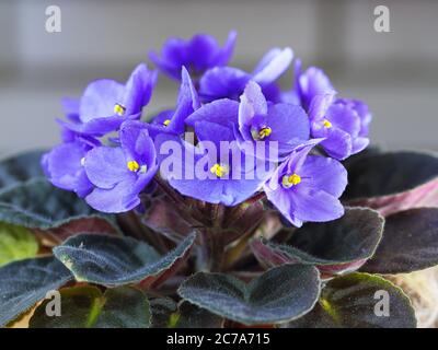 Violet Saintpaulias flowers commonly known as African violets Parma violets close up isolated colored bokeh background. Stock Photo