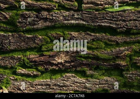 Stone or rock wall covered by green moss background Stock Photo