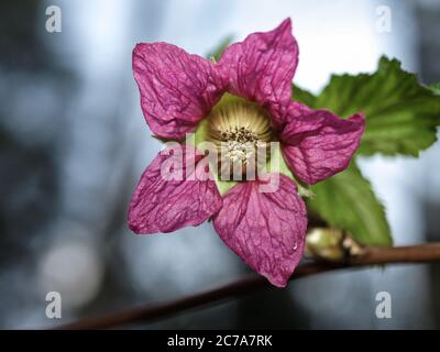 A single salmonberry flower with leaves (Rubus spectabilis) Stock Photo