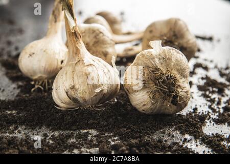 Homegrown white garlic. Bio garlic bulbs on black table. Stock Photo