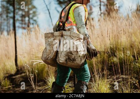 Woman walking through deforested area in forest carrying bags of new trees. Woman working in forestry. Stock Photo