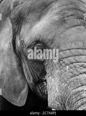 Detailed, monochrome, head view close up of an African elephant animal (Loxodonta africana) isolated outdoors at West Midland Safari Park, UK. Stock Photo