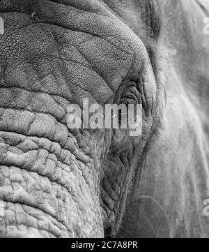 Detailed, monochrome, head view close up of an African elephant animal (Loxodonta africana) isolated outdoors at West Midland Safari Park, UK. Stock Photo