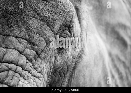 Detailed, monochrome, head view close up of African elephant animal (Loxodonta africana) isolated outdoors at West Midland Safari Park, UK. Stock Photo