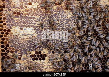 Honey sealed in honeycombs from beeswax. Bees on honeycombs inside the ulayers. Closeup Stock Photo