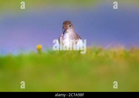 Cute bird Sandpiper. Colorful nature background. Bird: Common Sandpiper. Actitis hypoleucos. Stock Photo