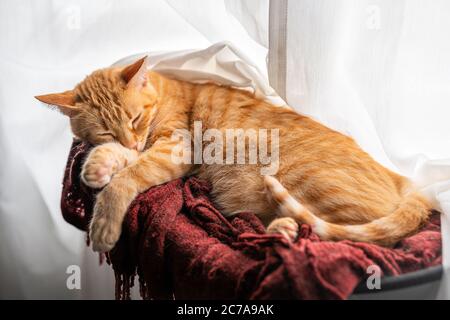 a brown tabby cat lying on a red blanket, sleeps soundly Stock Photo