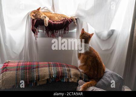 Brown cat sleeps in a hammock by the window. Under the hammock, there is a brown and white cat Stock Photo