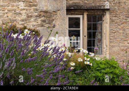 Lavender and ox eye daisies around the window of a stone cottage in Lacock village, Wiltshire, England, UK Stock Photo