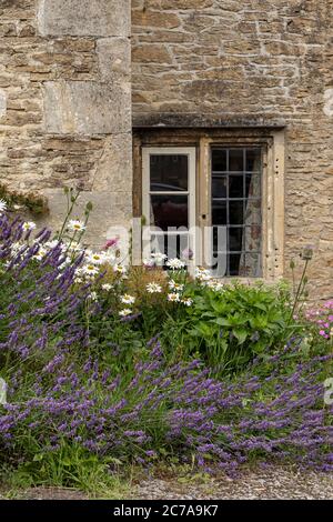 Lavender and ox eye daisies around the window of a stone cottage in Lacock village, Wiltshire, England, UK Stock Photo