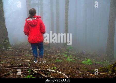 fog, woman and eastern spruce forest in the eastern black sea region Stock Photo