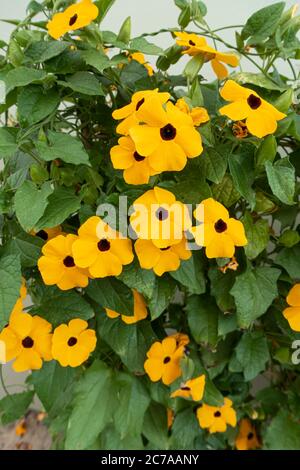Close up of Thunbergia alata - Black-eyed Susan flowering in a garden in the UK