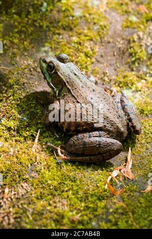 Green Frog on moss rock Stock Photo