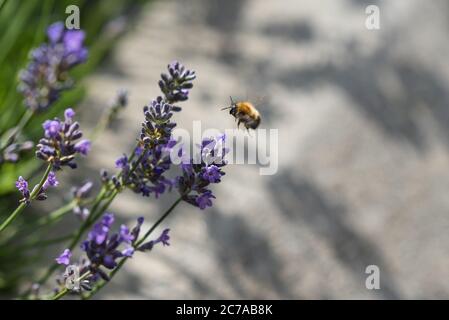 Honey Bee taking nectar from a Lavender flower and pollinating it Stock Photo