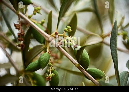 Olive leaves, with olives and seeds, green, macro photography Stock Photo