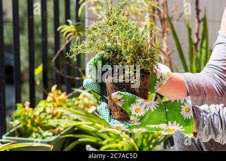 Quarantine Stay at Home concept: close up on a hand adding soil to a flower pot with fresh green vegetables. Herbal gardening at city balcony for own. Stock Photo
