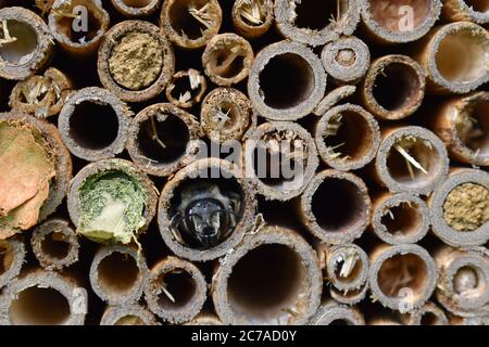 Insect hotel with larva and eggs of wild solitary bees Stock Photo - Alamy