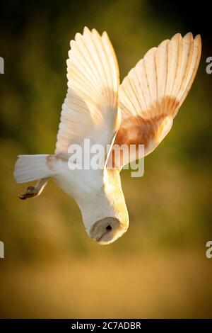 barn owl hunting close up back lit Stock Photo