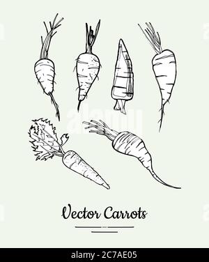 Carrot vegetable isolated groceries vector set for poster, label template. Fresh food line hand drawn illustration Stock Vector