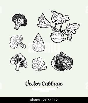 Cabbage hand drawn vector black and white set. Modern cabbage illustration. Hand drawn illustration of isolated cabbage Stock Vector