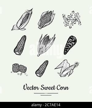 Sweet corn, corncobs, maize isolated groceries vector set for poster, label template. Fresh food line hand drawn Stock Vector