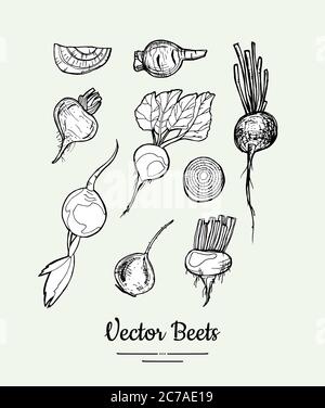 Beets vegetable isolated groceries vector set for poster, label template. Fresh food line hand drawn illustration. Stock Vector