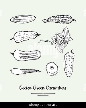 Cucumbers vegetable isolated groceries vector set for poster, label template. Fresh food line hand drawn illustration Stock Vector