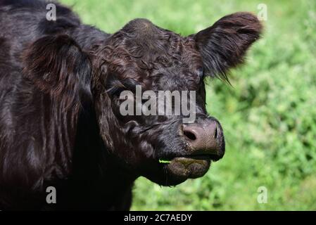 A young black Angus cattle stands on a pasture and looks into the camera Stock Photo