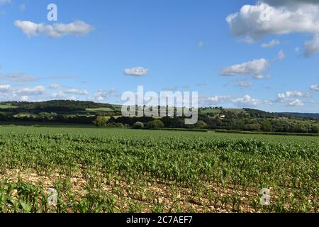 Agricultural landscape with field of young sweet corn in early summer, Sherborne, Dorset, England Stock Photo
