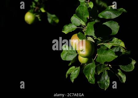On an apple tree, apples grow on a branch against a black background Stock Photo