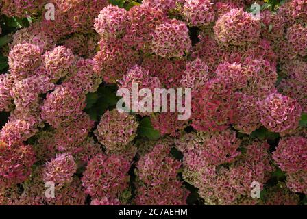 Pink flowers of Mophead hydrangea, also known as Hortensia or Hydrangea macrophylla Stock Photo