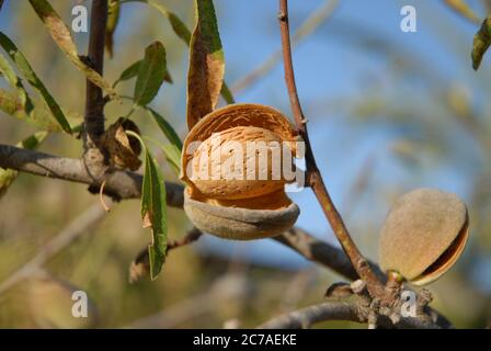 Almond nut on tree, Prunus dulcis, ready to harvest Stock Photo