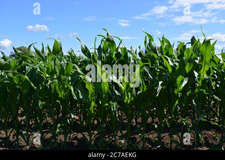 Field of sweetcorn, ow angle view, backlit in late afternoon sun Stock Photo