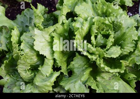 Green ice lettuce grows in the garden with large leaves Stock Photo