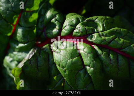 Green Swiss chard grows in the garden with red and green leaves Stock Photo