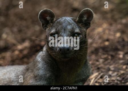 Portrait of a Fossa (Cryptoprocta ferox) Stock Photo