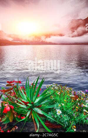 Foggy sunrise on Hallstatt lake. Flowers on foreground. Location: resort village Hallstatt, Salzkammergut region, Austria, Alps. Europe.