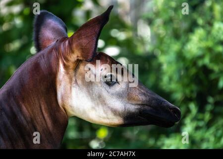 Portrait of an Okapi (Okapia johnstoni) Stock Photo