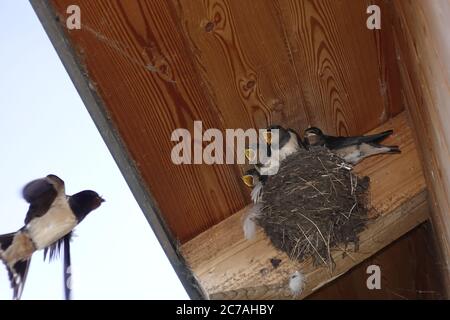 Barn swallow (Hirundo rustica) feeding young at nest, Europe Stock Photo