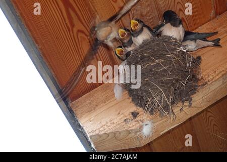 Barn swallow (Hirundo rustica) feeding young at nest, Europe Stock Photo