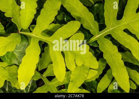 Sensitive Fern (Onoclea sensibilis), bead fern Stock Photo