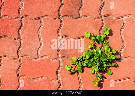 Small weed on red concrete block footpath Stock Photo