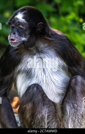 Brown Spider Monkey or Variegated Spider Monkey (Ateles hybridus) Stock Photo