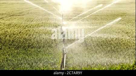 A hand line sprinkler watering a wheat field in the fertile farm fields of Idaho. Stock Photo