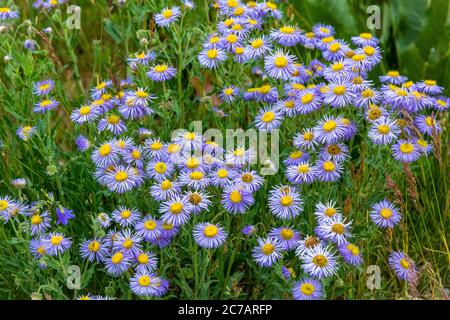 Dwarf Alpine Daisys in a Field in Colorado Stock Photo