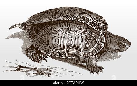 Threatened diamondback terrapin (malaclemys terrapin) in side view ...