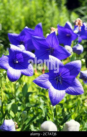 Lovely violet-blue flowers of a balloon flower (Platycodon grandiflorus) at the Ornamental Gardens, Ottawa, Ontario, Canada. Stock Photo