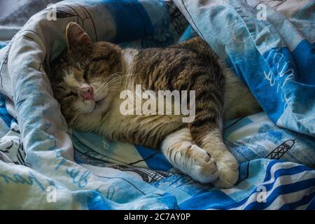 The cat is lying in bed covered with a blanket.  Stock Photo