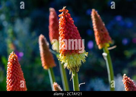 Chinese Pagoda Primrose in Bloom in Steamboat Stock Photo